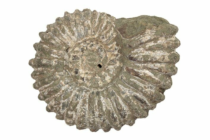 Bumpy Ammonite (Douvilleiceras) Fossil - Madagascar #205043